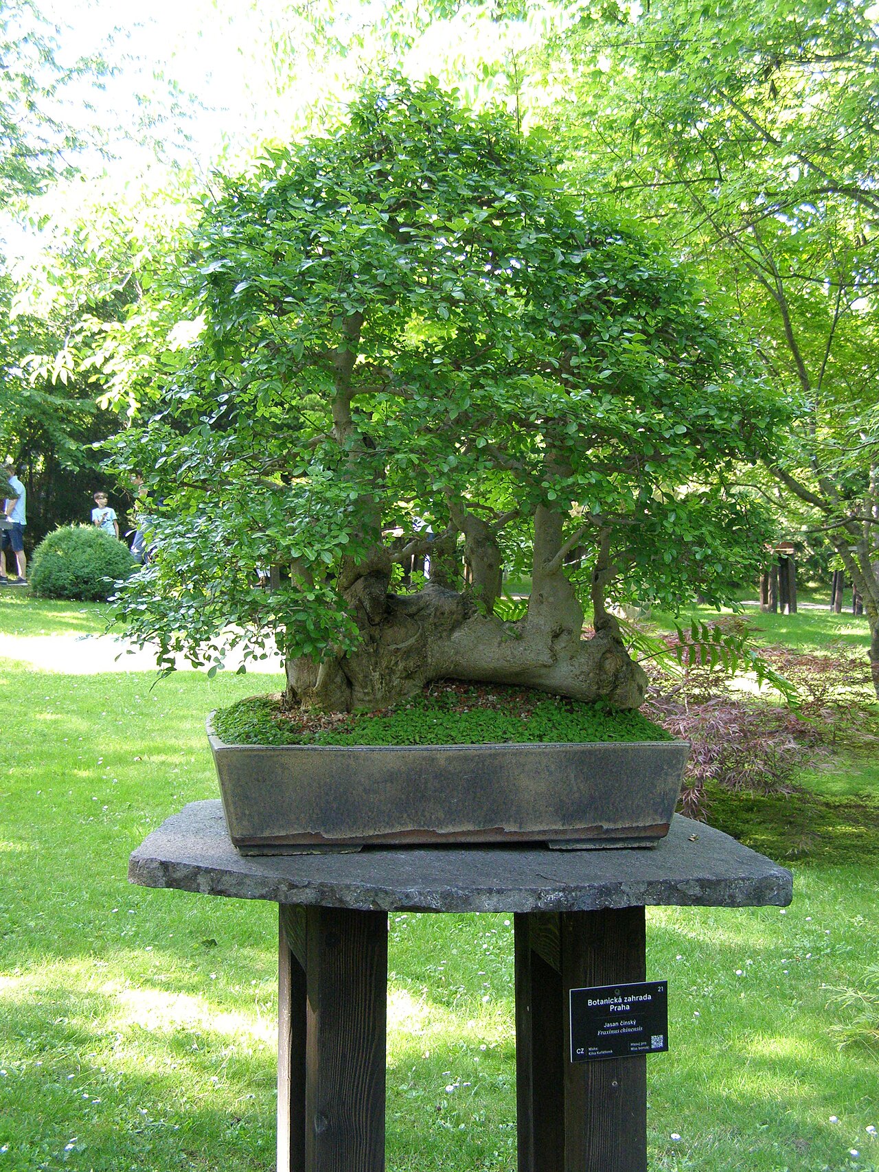 Chinese ash: Bonsai exhibited in the Botanical Garden Prague-Troja in the Japanese Garden section. Grower: Botanical Garden Prague; Species: Chinese ash