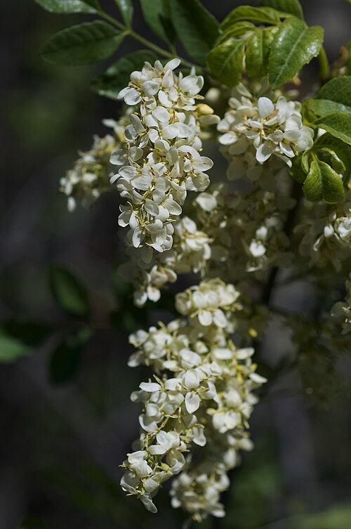 California ash: Photographed off Brim Road, Colusa County