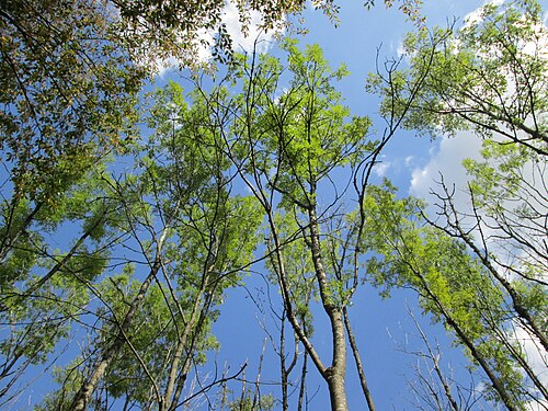 European ash: Eschen ( Fraxinus excelsior ) im Überwald bei Eschringen