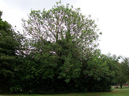 European ash: Part of Hampson Park Tree Trail. The sign reads: "Big black terminal buds and leaves made up of 9-13 leaflets help identify this large growing native deciduous
