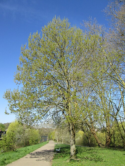 European ash: Blühende Esche ( Fraxinus excelsior ) an der Saar in Saarbrücken