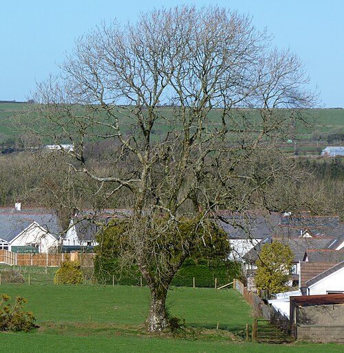 European ash: Ash tree (Fraxinus excelsior) with no leaves, showing branch structure, ~16m tall, March 2019 West Wales, altitude ~185m