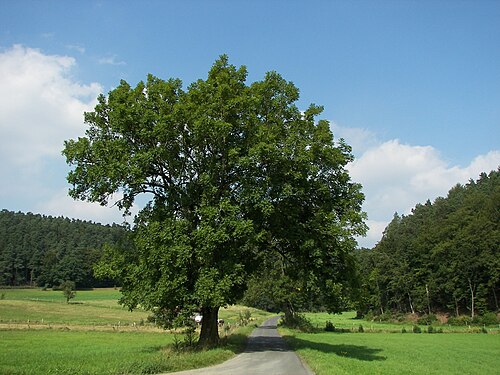 European ash: European Ash (Fraxinus excelsior) in the Burgwald, Hesse, Germany