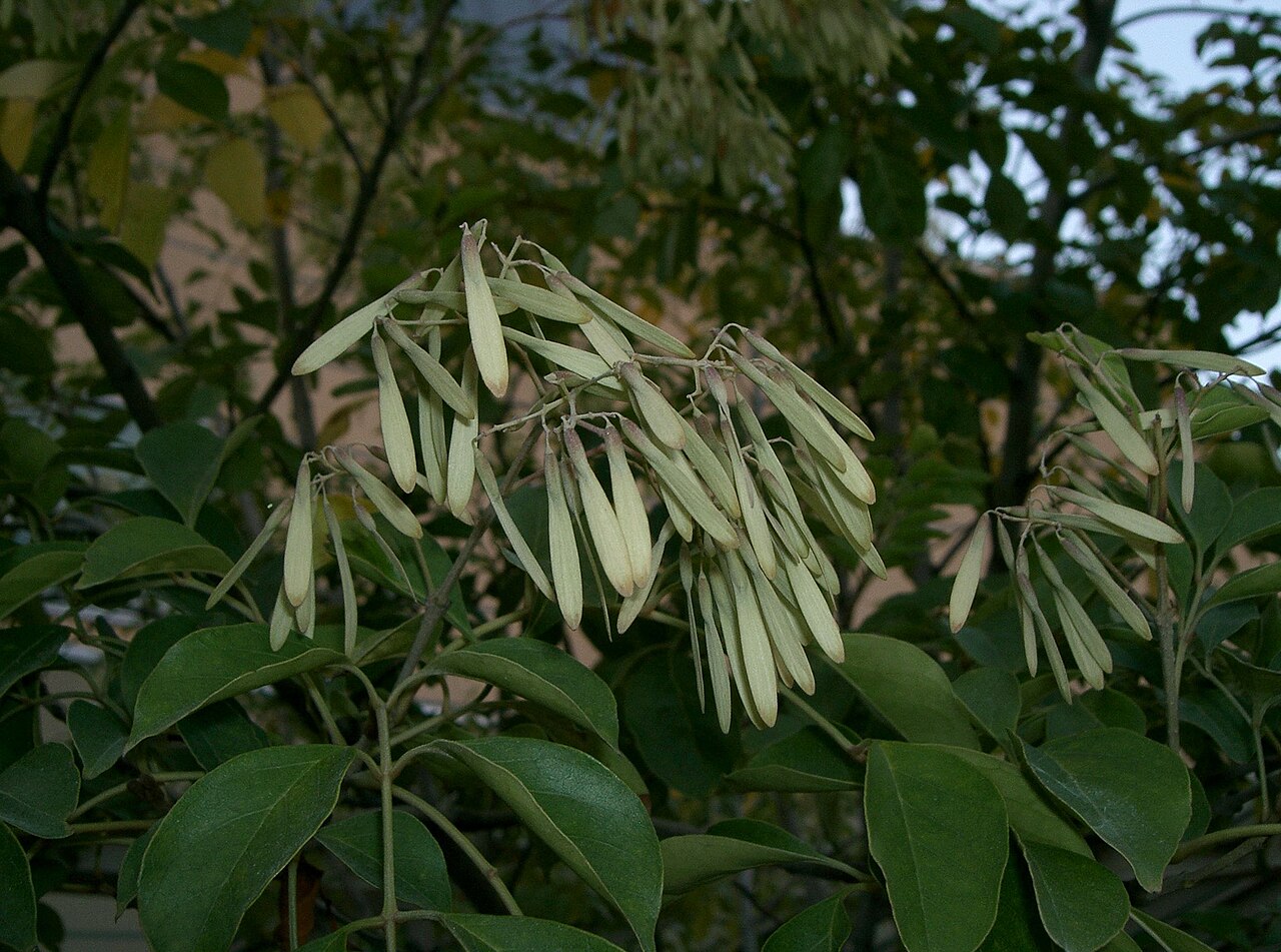 Fraxinus griffithii: Fraxinus griffithii