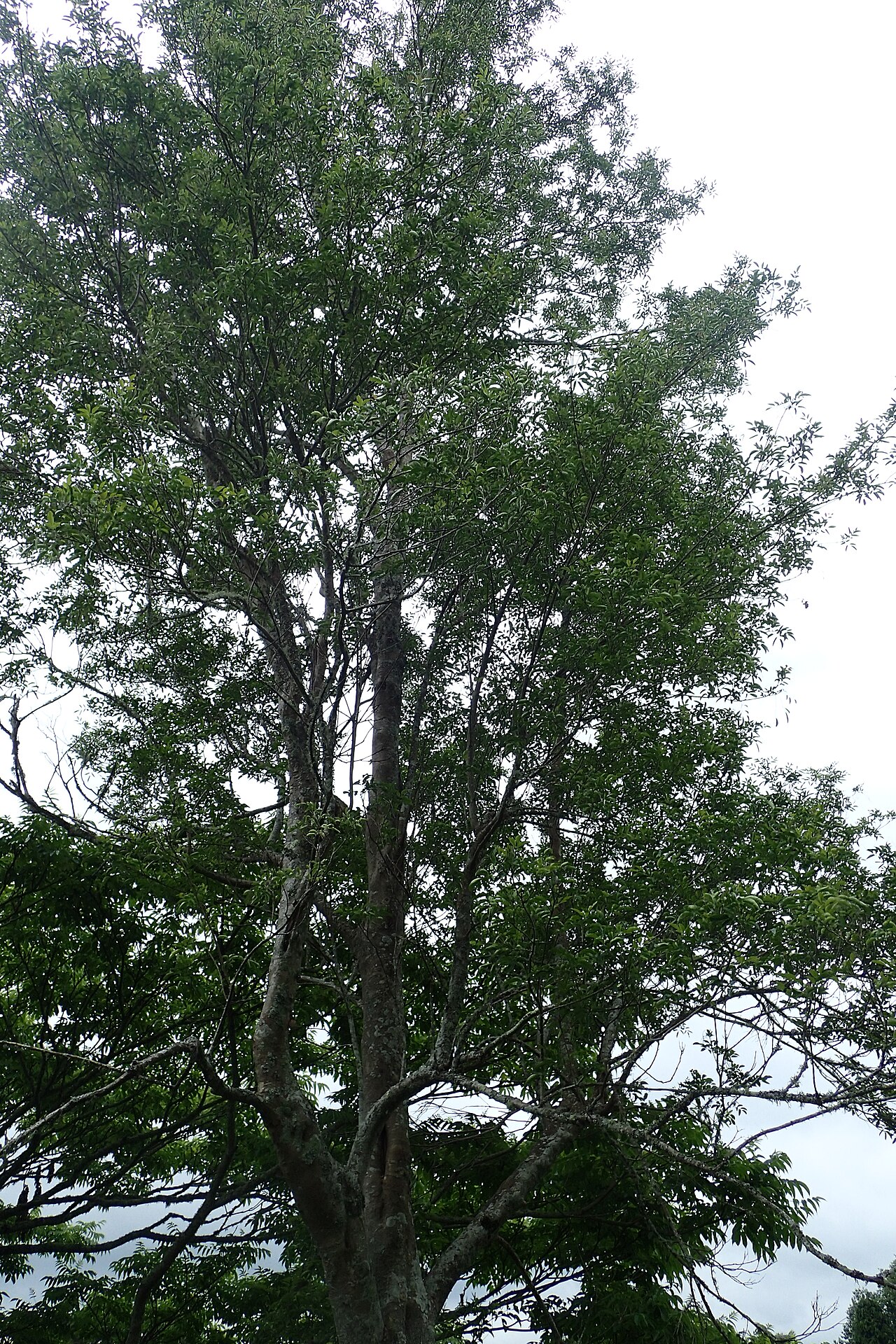Fraxinus griffithii: Fraxinus griffithii in Hackfalls Arboretum, Hawkes's Bay, KZ
