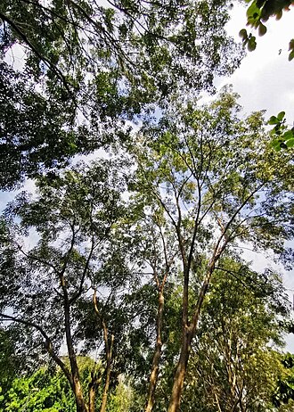 Fraxinus griffithii: Fraxinus griffithii. Taichung, Taiwan.