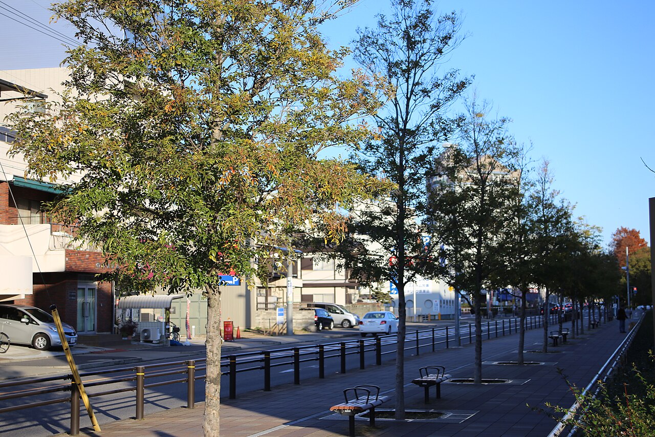 Fraxinus griffithii: 名古屋市北区平手町の名古屋市立西部医療センター北側のシマトネリコ並木