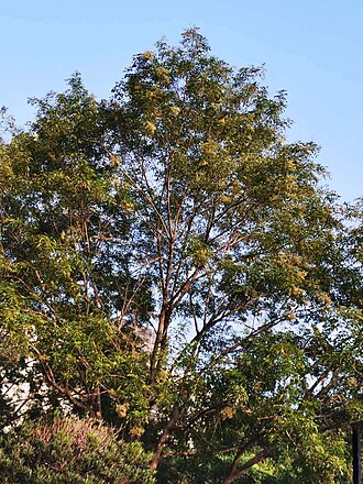Fraxinus griffithii: Fraxinus griffithii. Taichung, Taiwan.