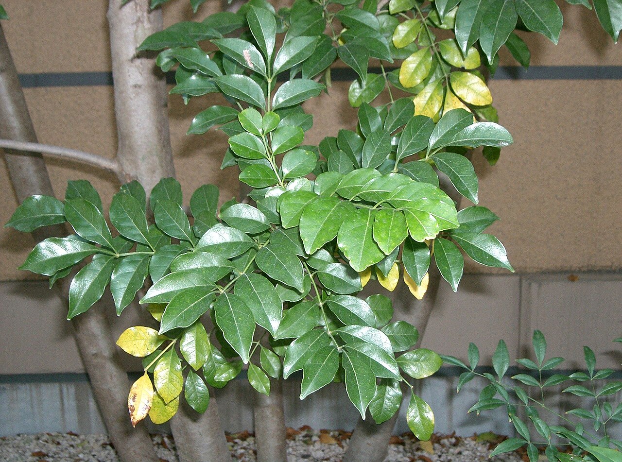 Fraxinus griffithii: Fraxinus griffithii