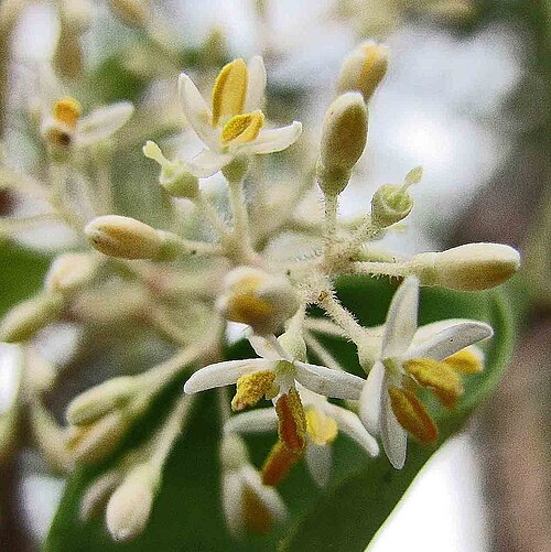 Fraxinus griffithii: 光蠟樹 Fraxinus griffithii [高雄原生植物園 Kaohsiung Original Botanical Garden, Taiwan]