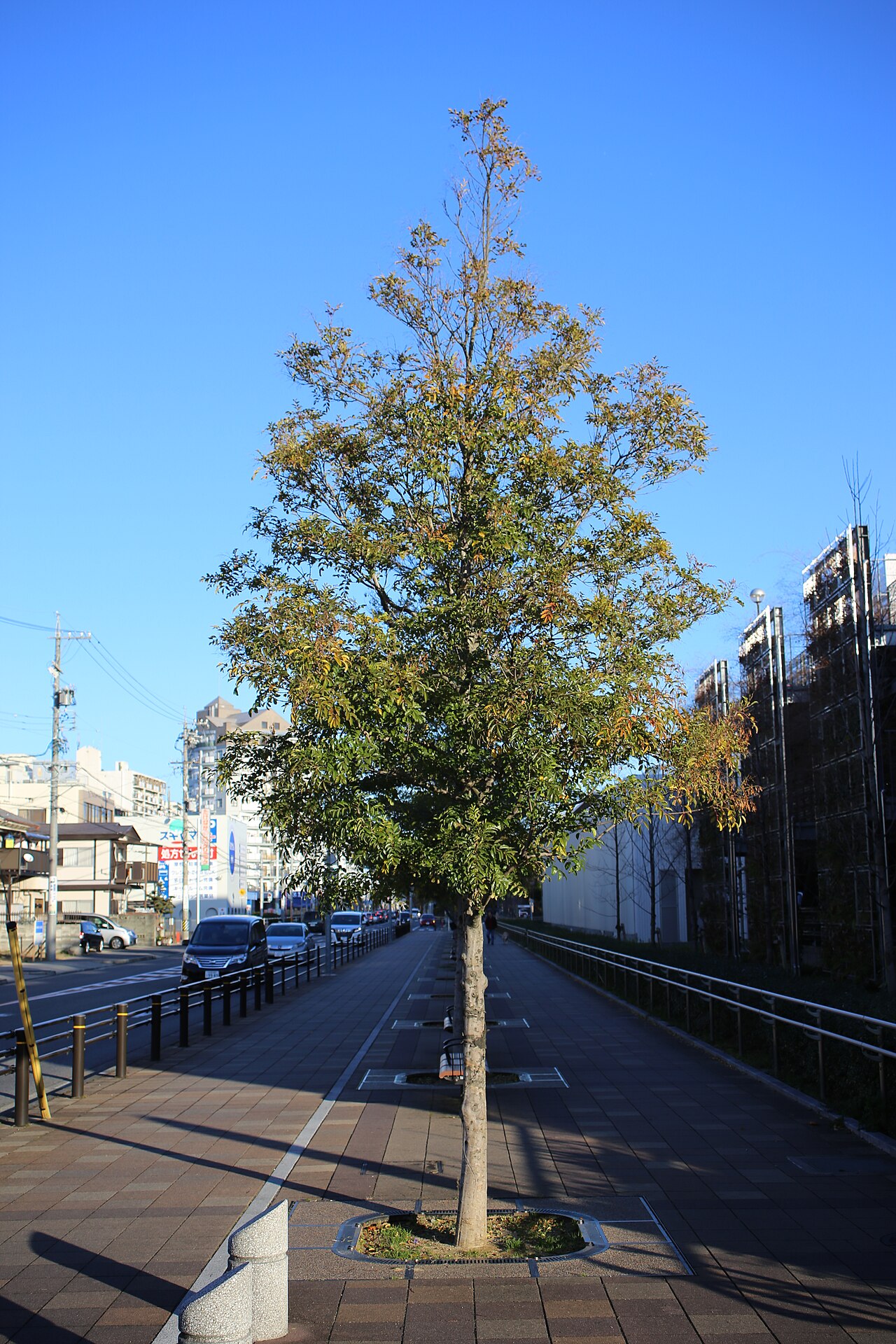 Fraxinus griffithii: 名古屋市北区平手町の名古屋市立西部医療センター北側のシマトネリコ並木