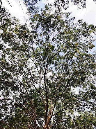 Fraxinus griffithii: Fraxinus griffithii. Taichung, Taiwan.