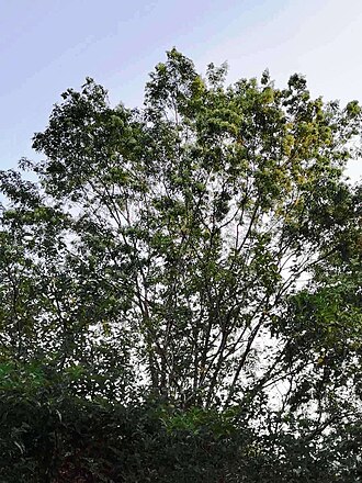 Fraxinus griffithii: Fraxinus griffithii. Taichung, Taiwan.