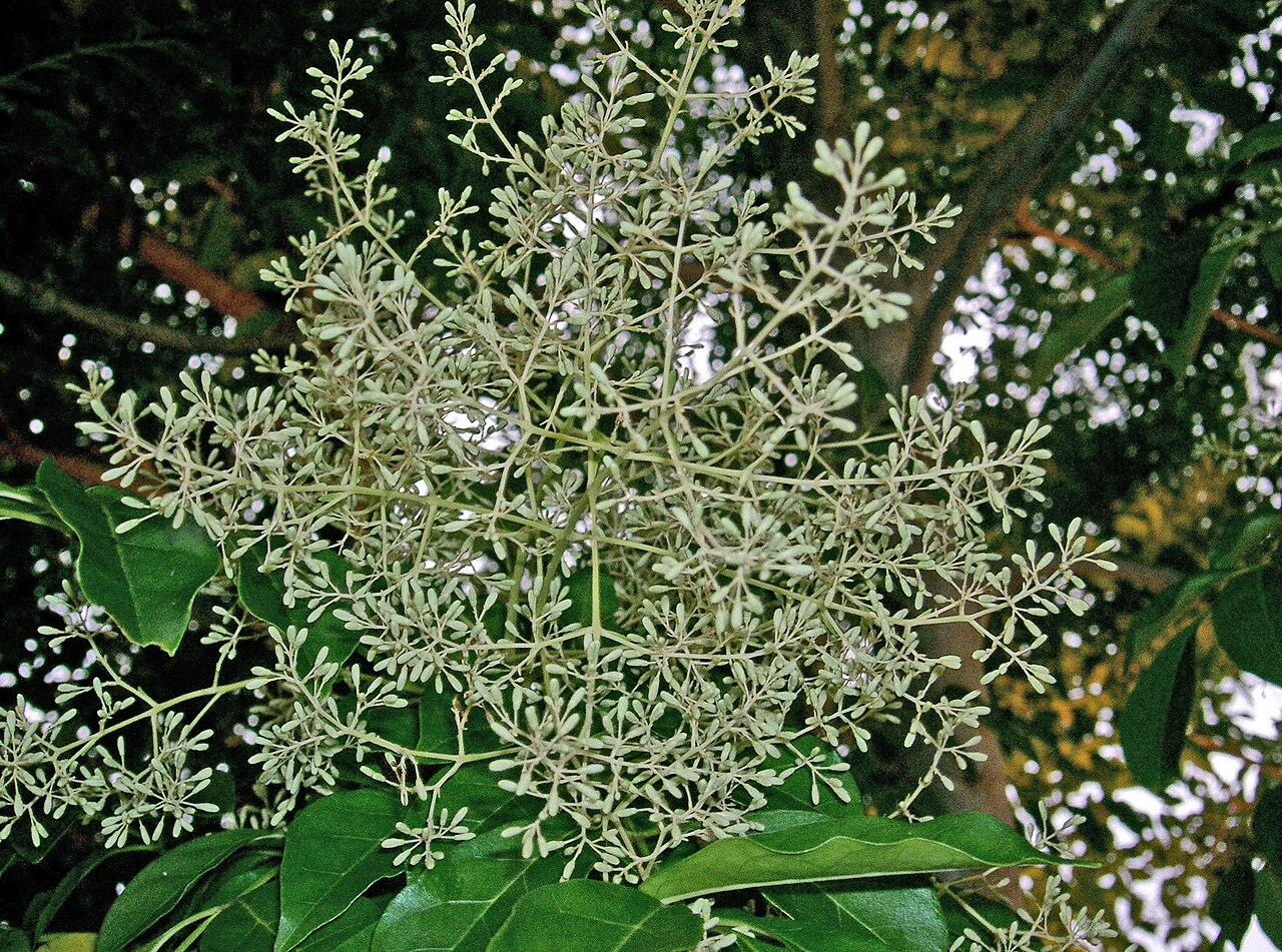 Fraxinus griffithii: Fraxinus griffithii