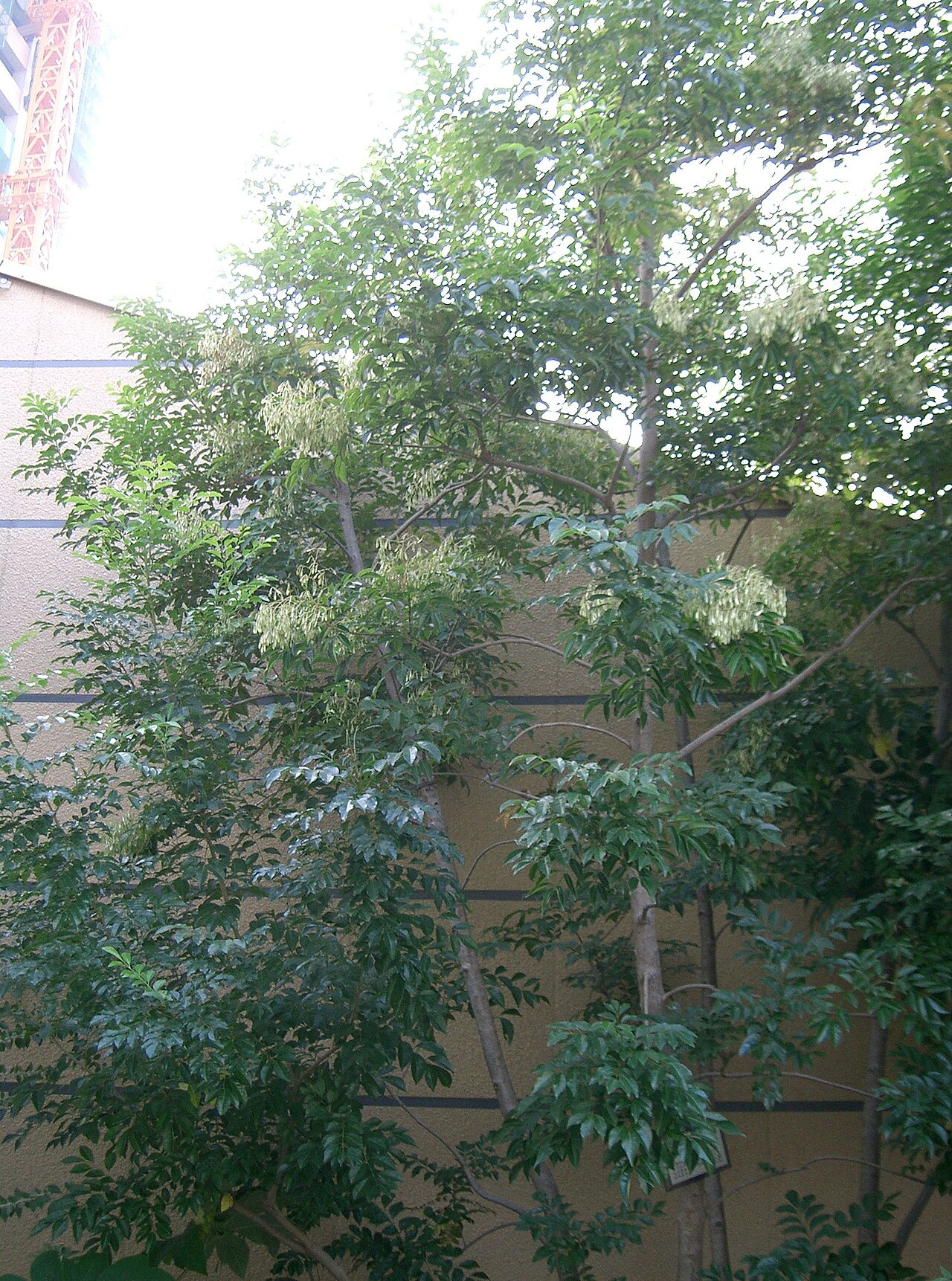Fraxinus griffithii: Fraxinus griffithii