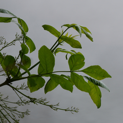 Oregon ash (Fraxinus latifolia)