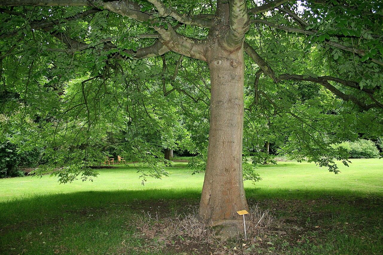 Oregon ash: Oregon Ash - Fraxinus latifolia Bent. syn. Fraxinus oregona Nuth. Precice location: National Botanic Garden of Belgium - Meise ( Belgium ).