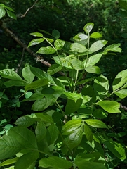 Oregon ash (Fraxinus latifolia)