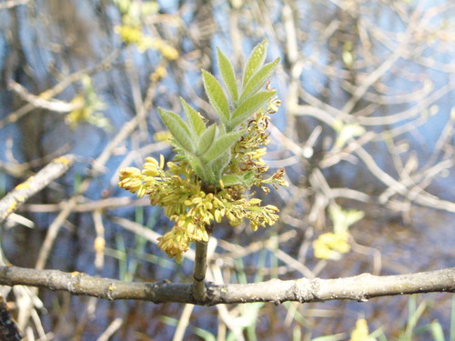 Oregon ash (Fraxinus latifolia)