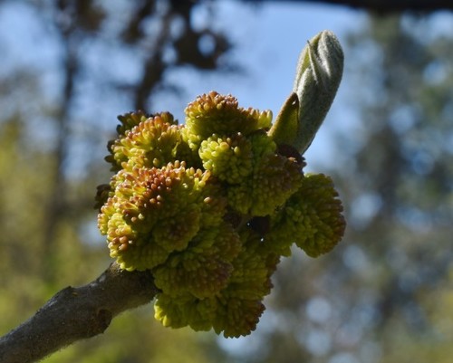Oregon ash (Fraxinus latifolia)