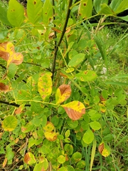 Oregon ash (Fraxinus latifolia)