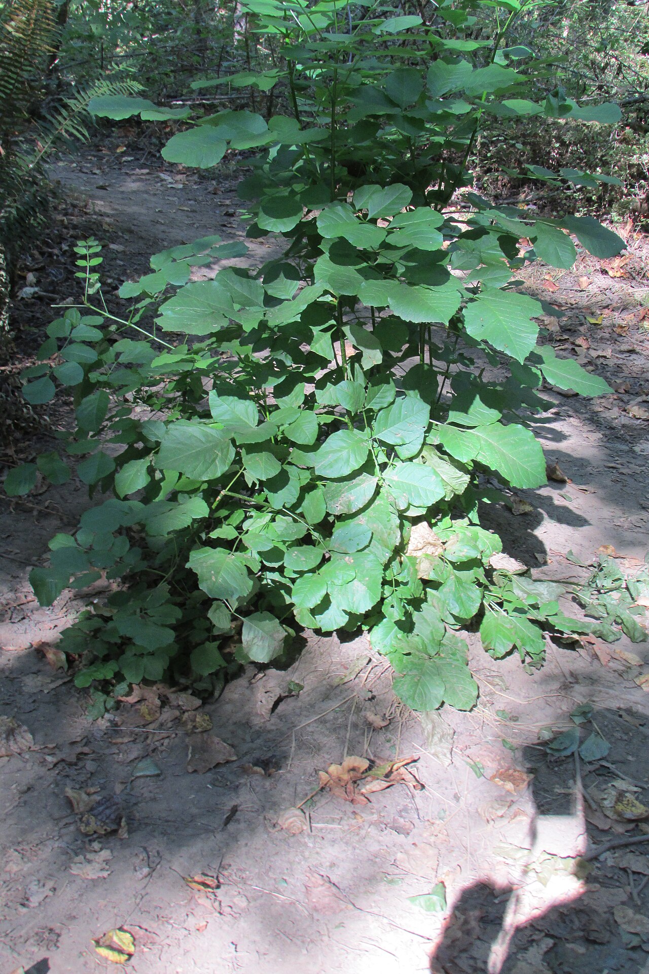 Oregon ash: Oregon Ash (Fraxinus latifolia) in Metzler Park.