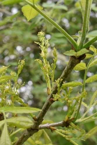 Oregon ash (Fraxinus latifolia)