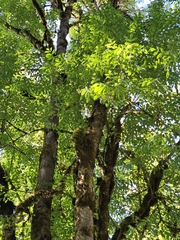 Oregon ash (Fraxinus latifolia)