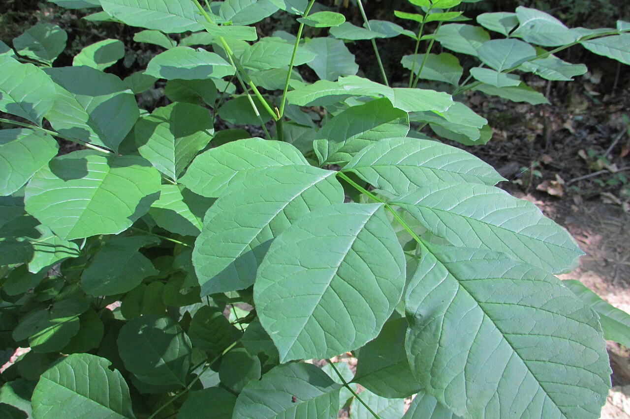 Oregon ash: Oregon Ash (Fraxinus latifolia) in Metzler Park.