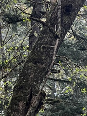 Oregon ash (Fraxinus latifolia)