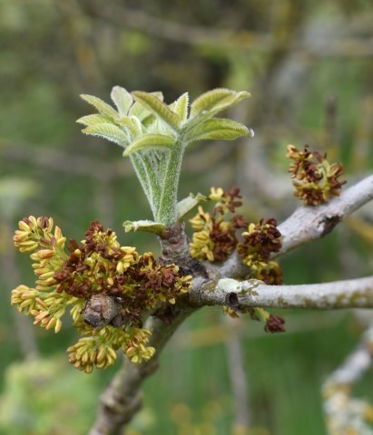 Oregon ash (Fraxinus latifolia)
