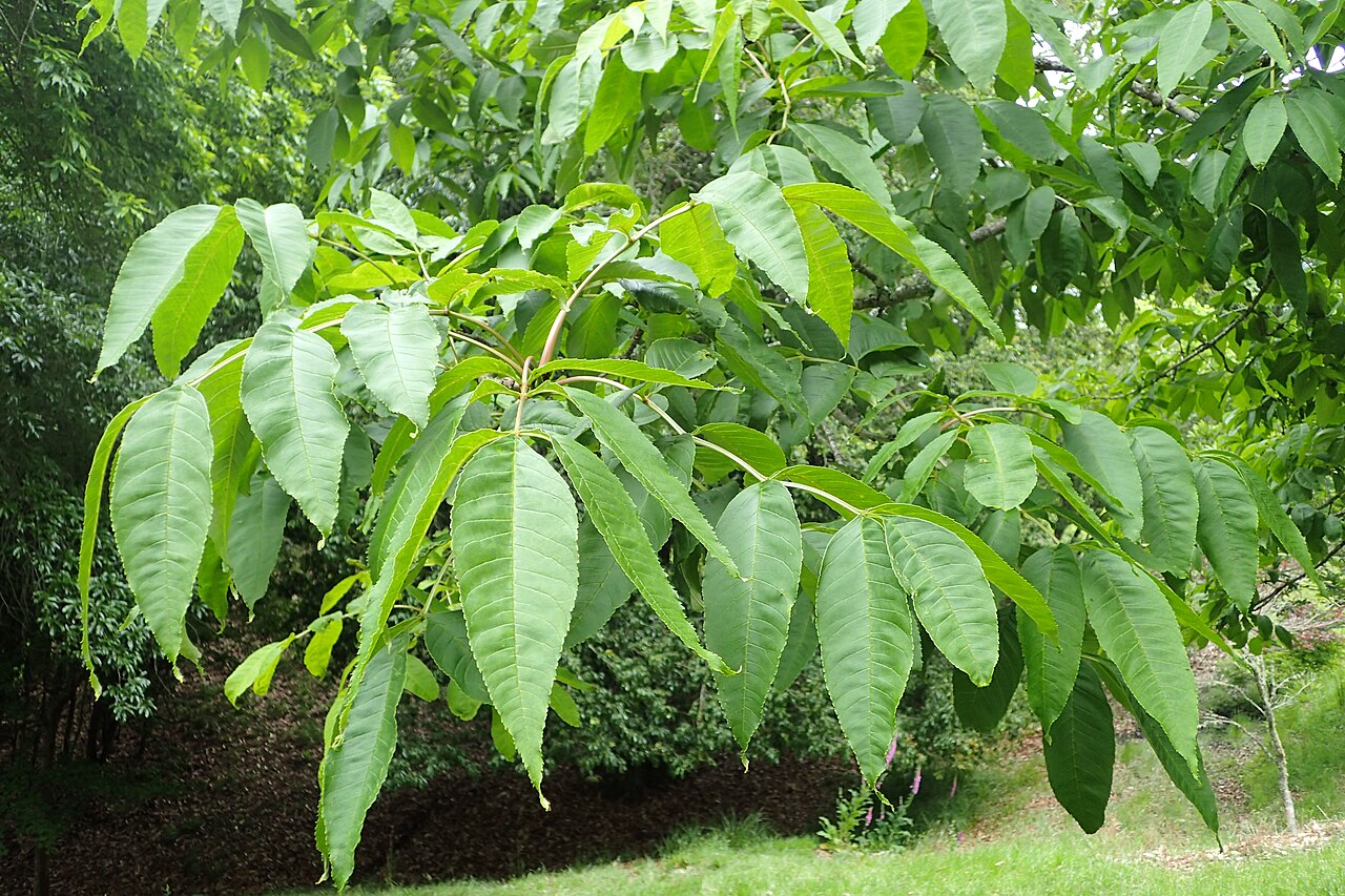 Manchurian ash: Fraxinus mandshurica in Hackfalls Arboretum, Hawkes's Bay