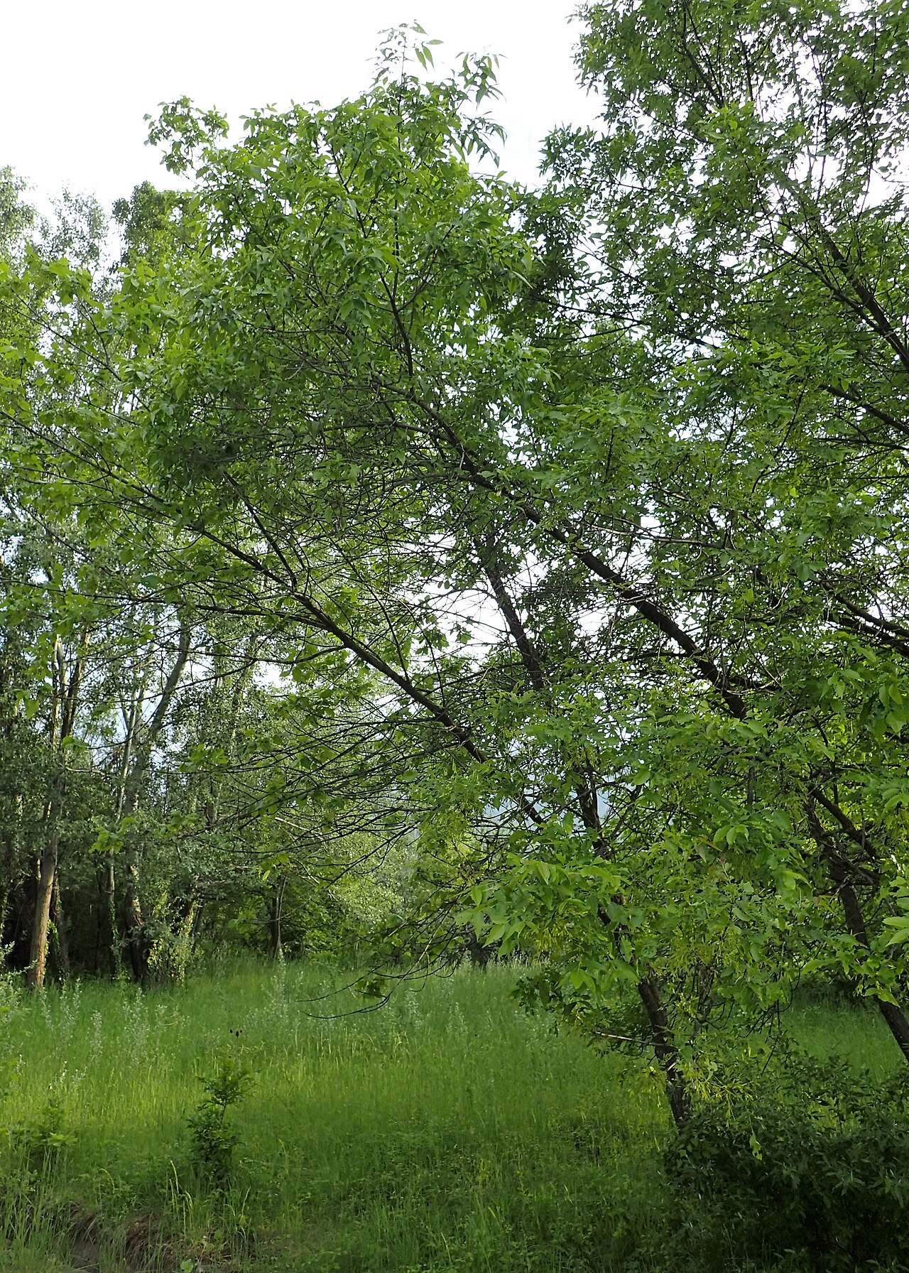 Manchurian ash: Fraxinus mandshurica in botanical garden of the Bulgarian Academy of Sciences, Sofia