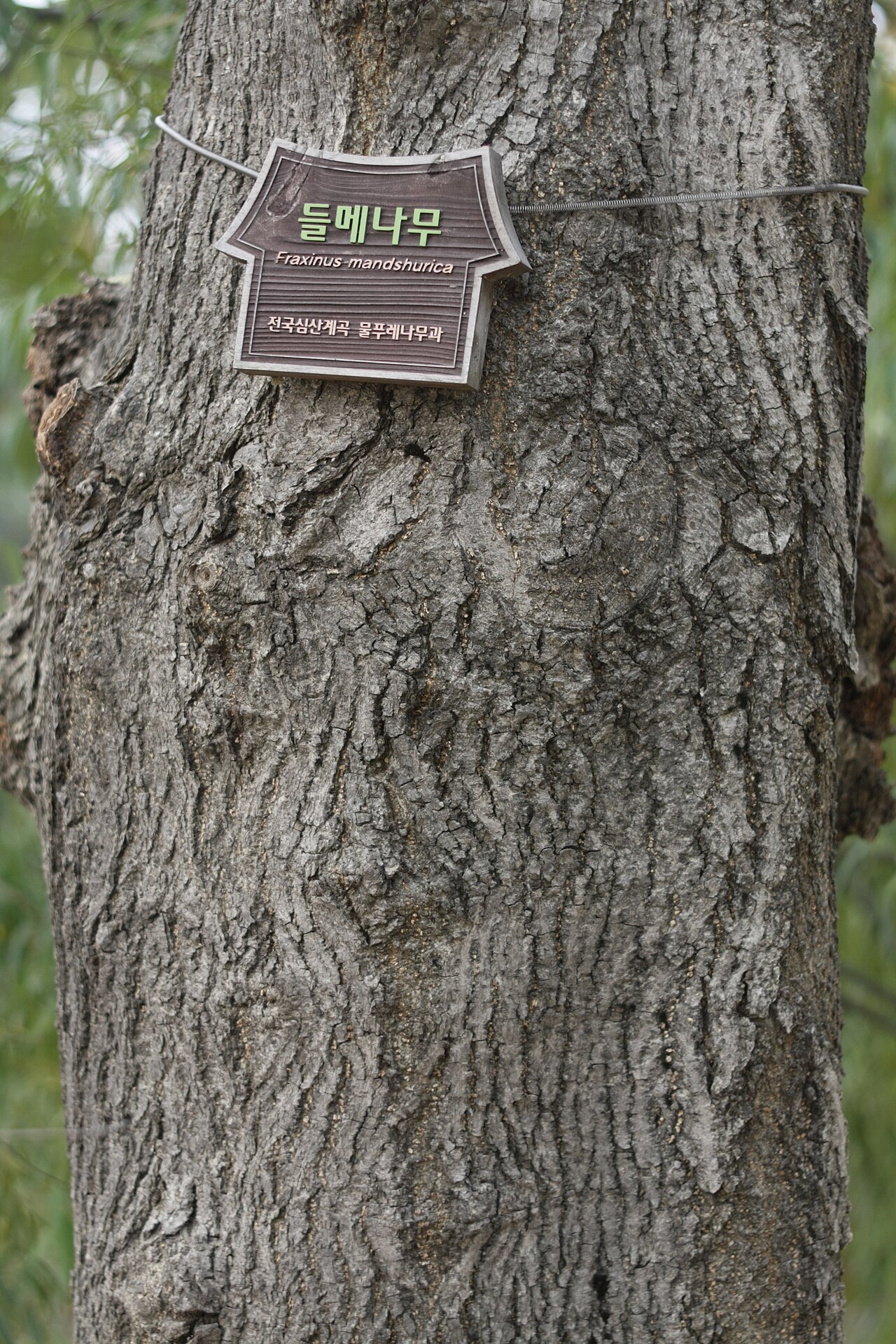 Manchurian ash: Fraxinus mandshurica