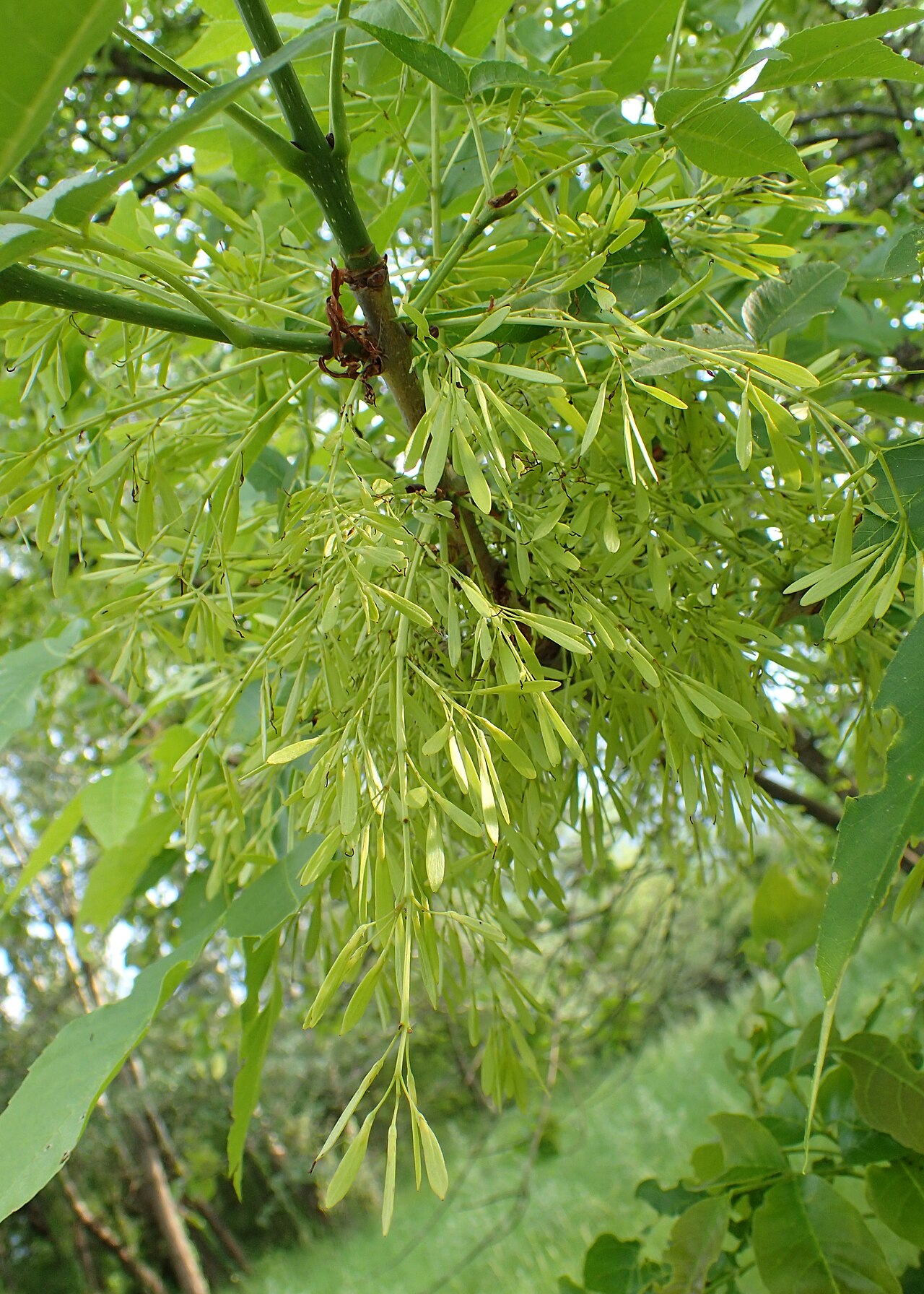 Manchurian ash: Fraxinus mandshurica in botanical garden of the Bulgarian Academy of Sciences, Sofia
