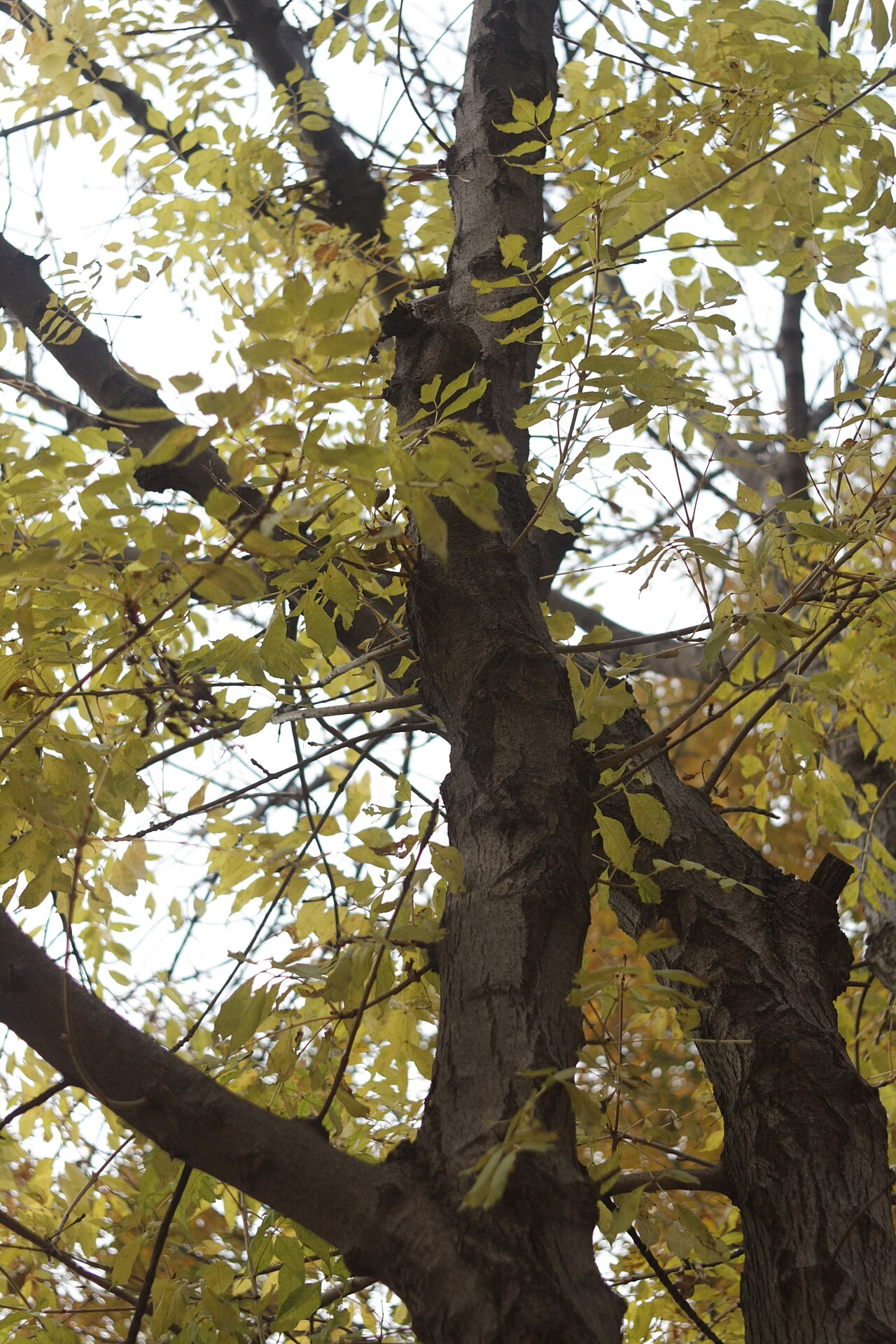 Manchurian ash: Fraxinus mandshurica in Changgyeonggung, Korea