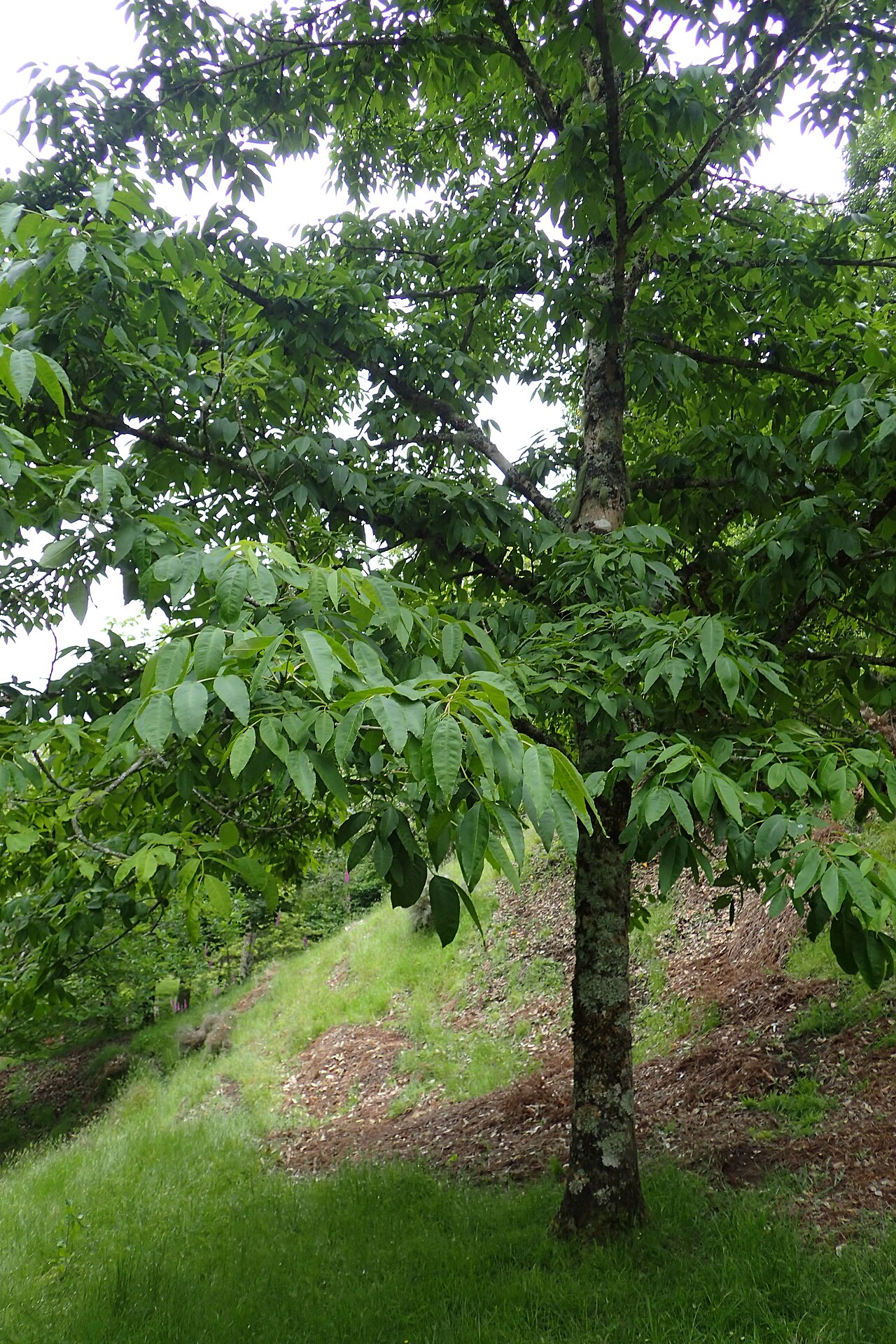 Manchurian ash: Fraxinus mandshurica in Hackfalls Arboretum, Hawkes's Bay