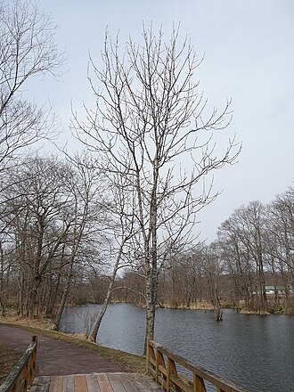 Manchurian ash: 葉が出ていない状態の ヤチダモ 。 Fraxinus_mandshurica_var._japonica