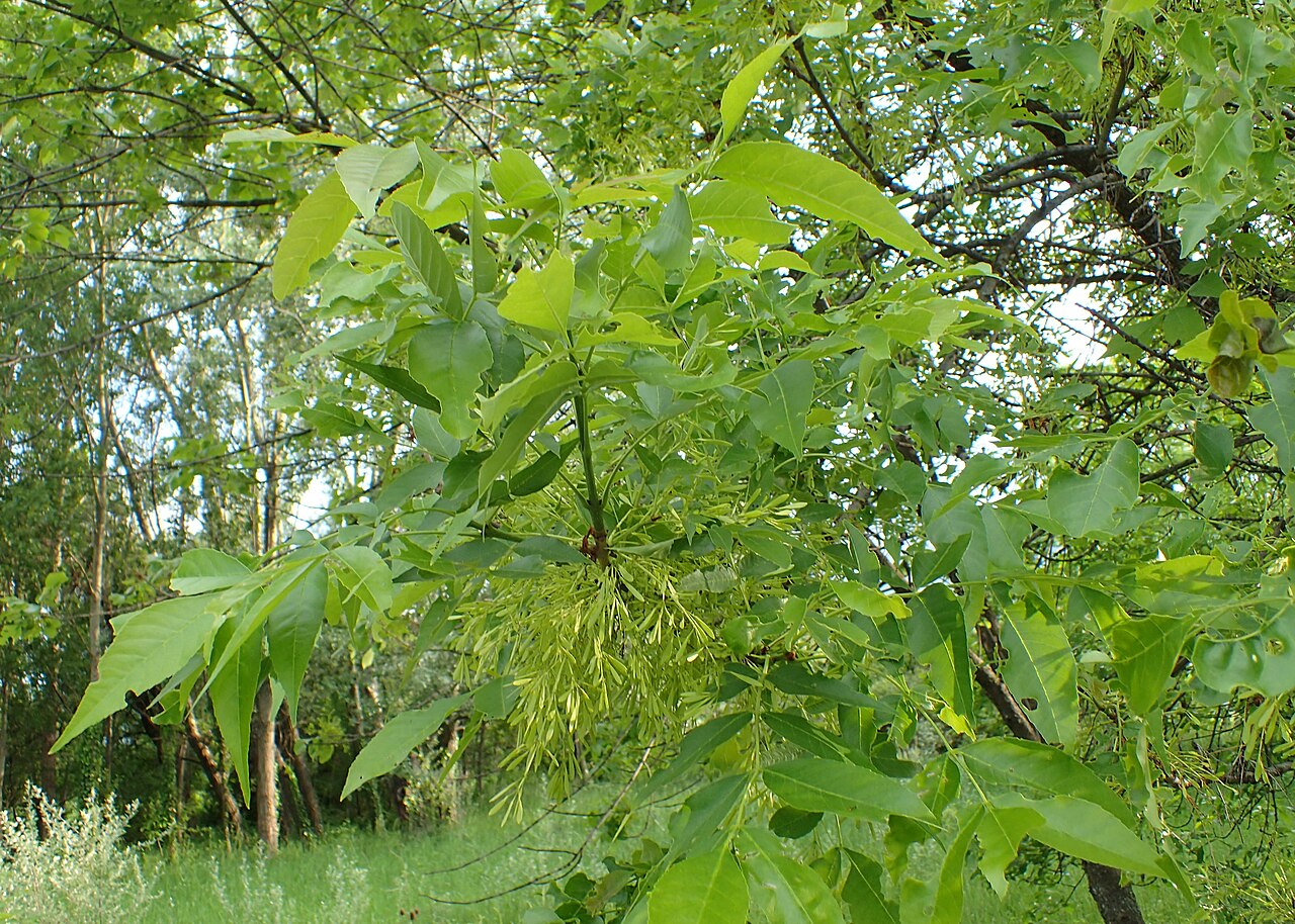 Manchurian ash: Fraxinus mandshurica in botanical garden of the Bulgarian Academy of Sciences, Sofia