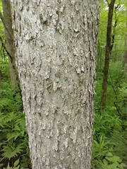 Black ash (Fraxinus nigra)