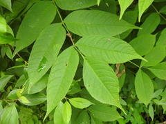Black ash (Fraxinus nigra)
