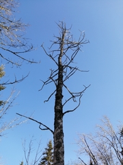 Black ash (Fraxinus nigra)