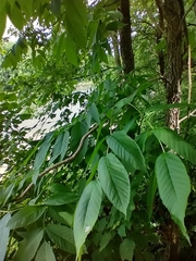 Black ash (Fraxinus nigra)