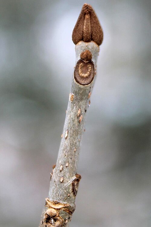 Black ash: Fraxinus nigra Marsh - black ash - note gap between terminal bud and first set of lateral buds (white ash lateral buds are tight) - also note lateral bud placem