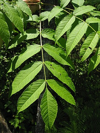 Black ash: Fraxinus nigra leaves