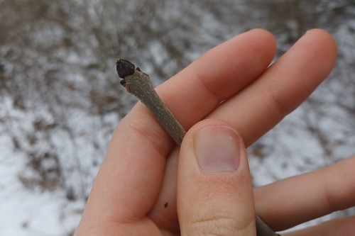 Black ash (Fraxinus nigra)