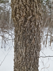 Black ash (Fraxinus nigra)