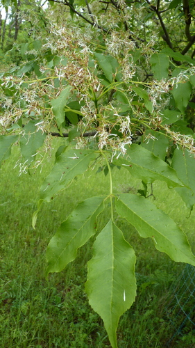 Manna ash (Fraxinus ornus)