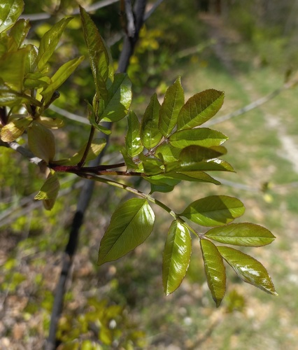 Manna ash (Fraxinus ornus)
