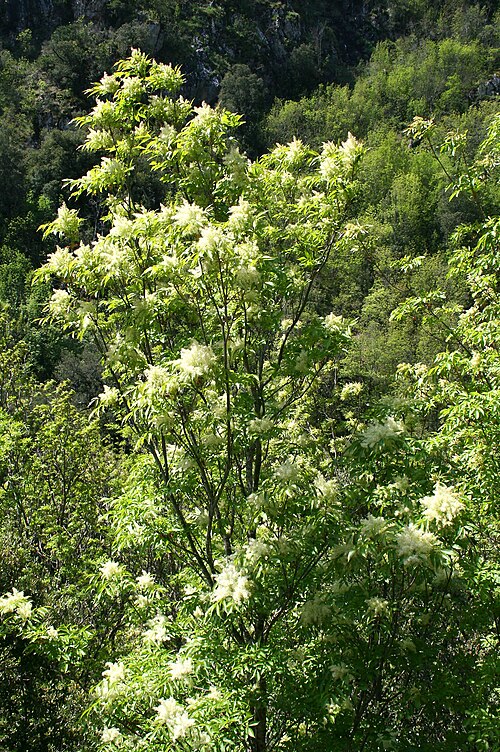 Manna ash: Flowering Ash ( Fraxinus ornus ) - Habit: Prunelli ravine ( Corse-du-Sud ) - France .